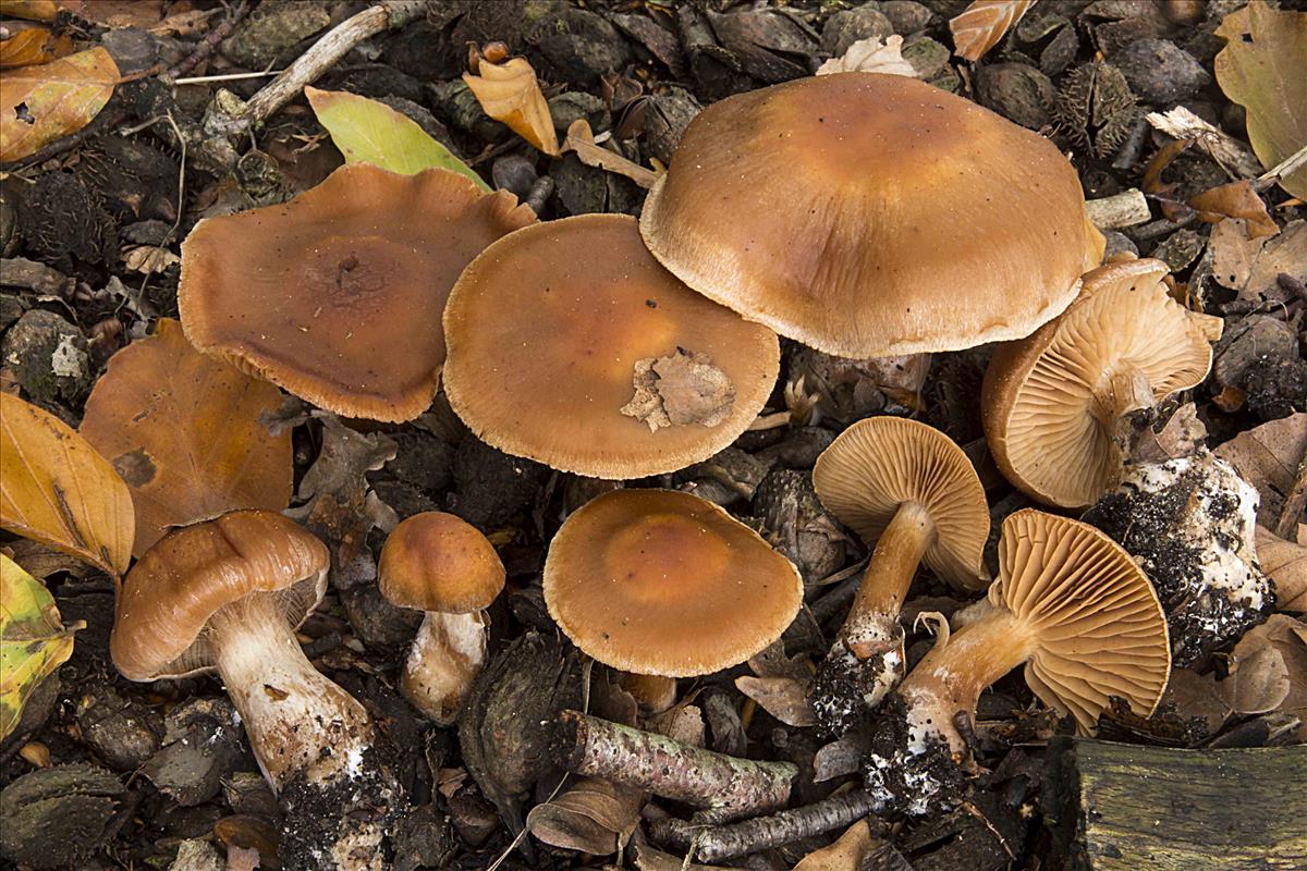 Cortinarius glabrellus (door Nico Dam)
