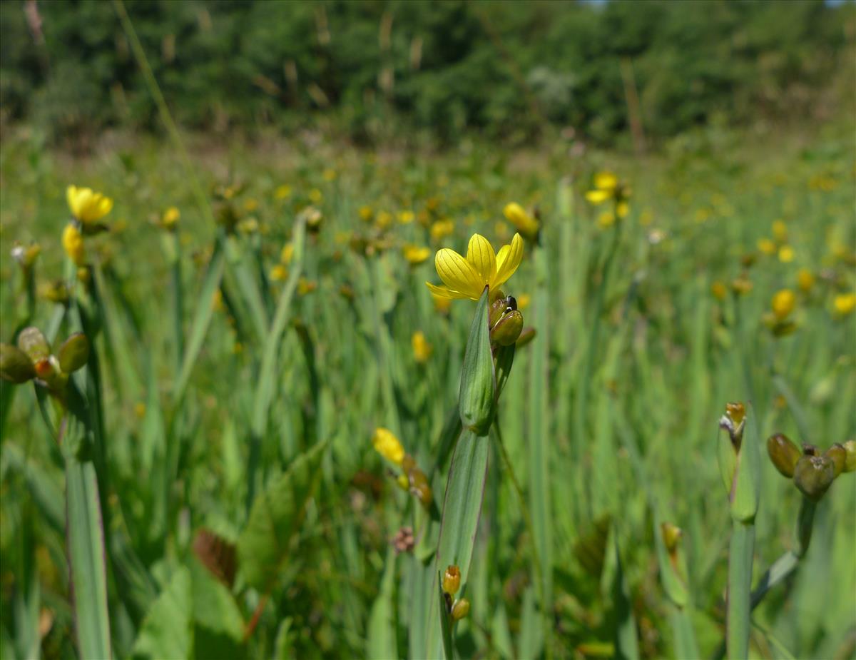 Sisyrinchium californicum (door Jelle van Dijk)