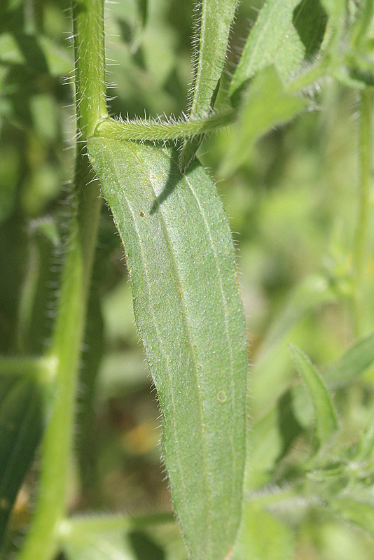 Amsinckia lycopsoides (door Rutger Barendse)