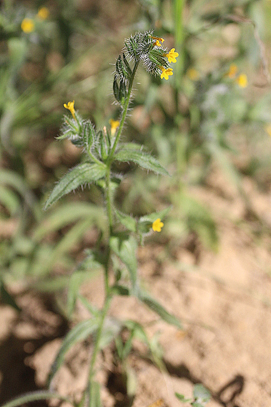 Amsinckia lycopsoides (door Rutger Barendse)