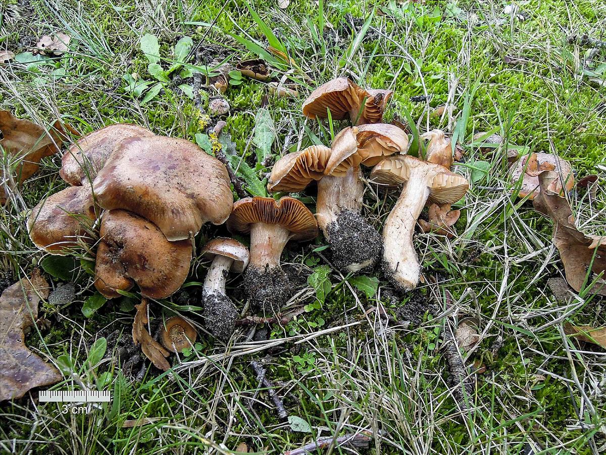 Cortinarius dryobalaustinus (door Emma van den Dool)