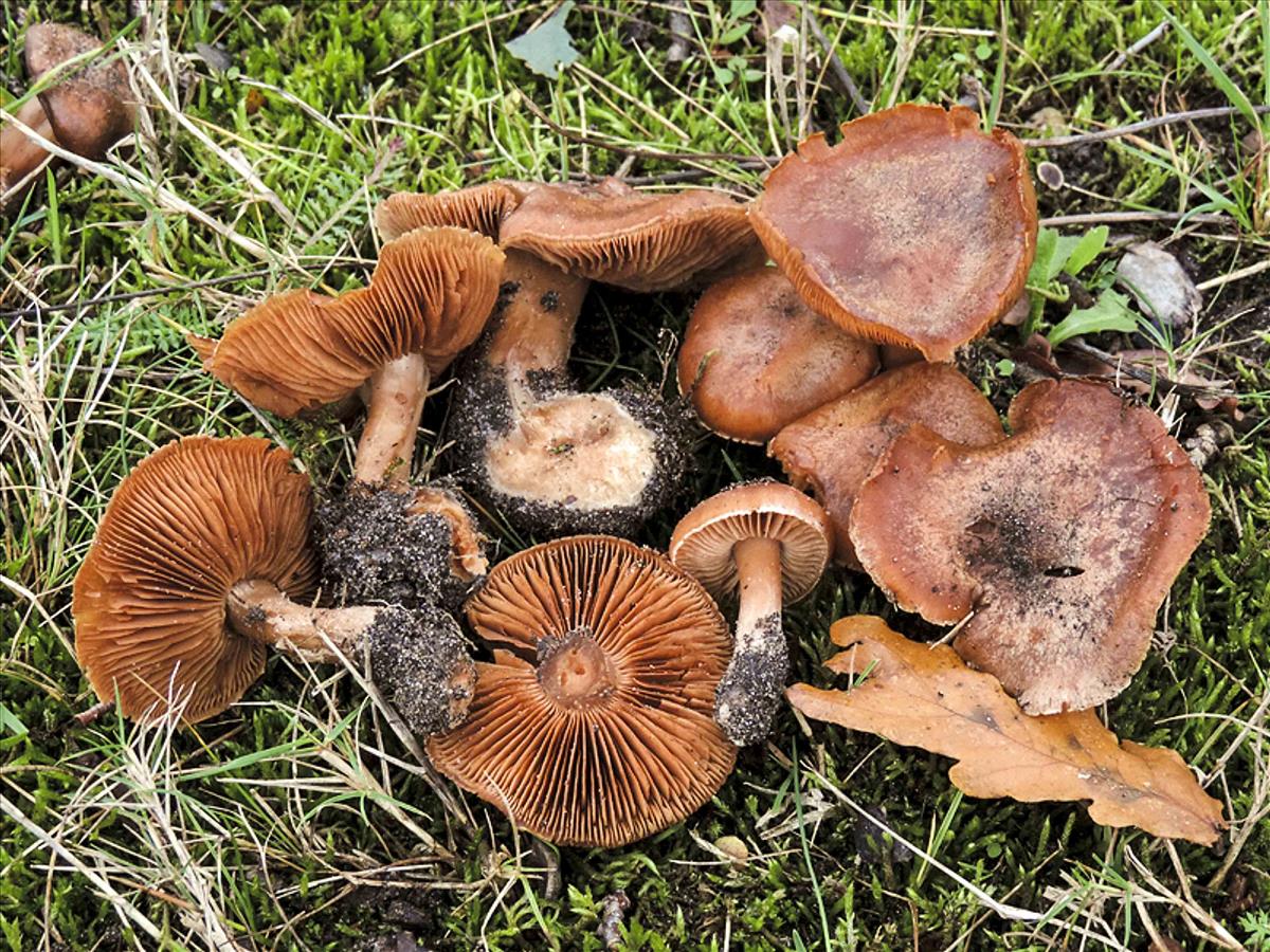 Cortinarius dryobalaustinus (door Jaap Wisman)