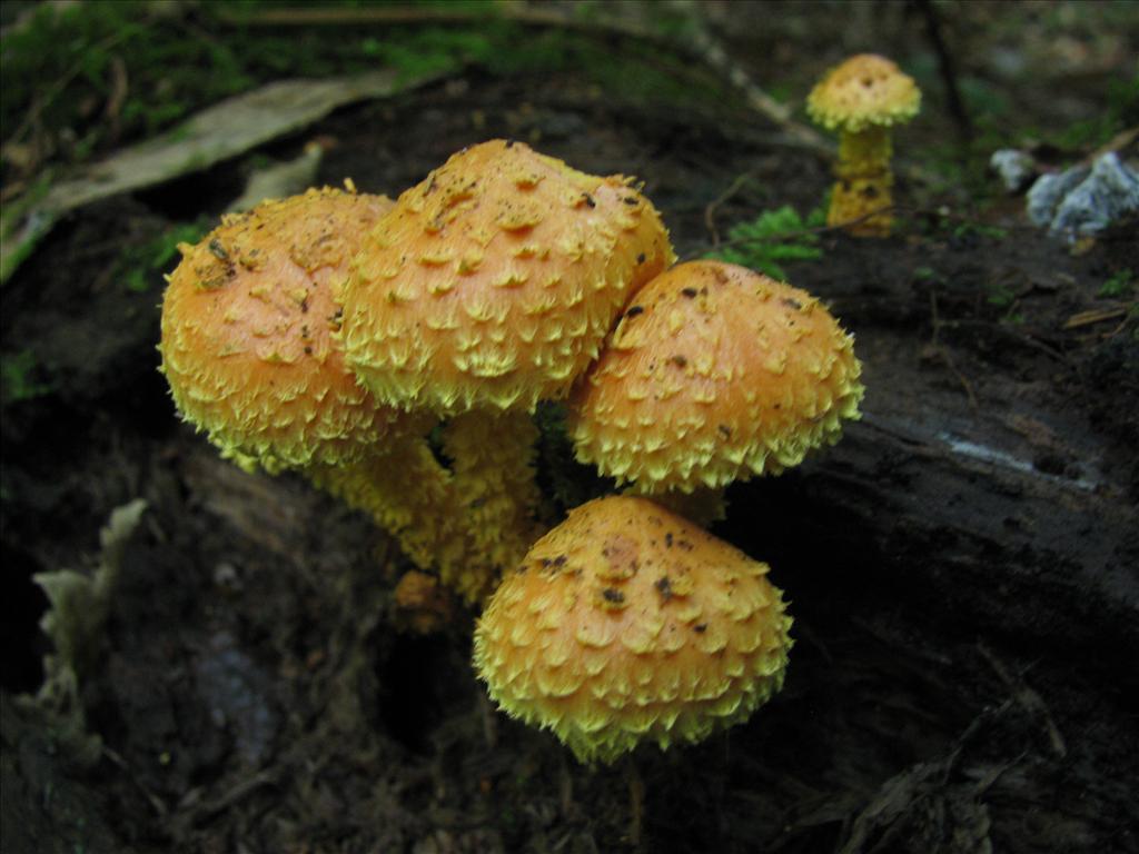 Pholiota flammans (door J.L.J. Wolfs)