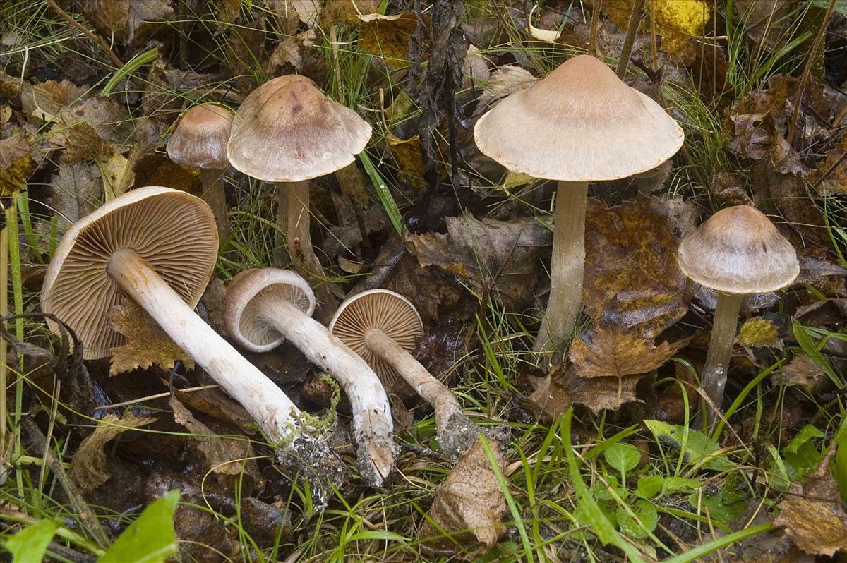 Cortinarius disjungendus (door Nico Dam)