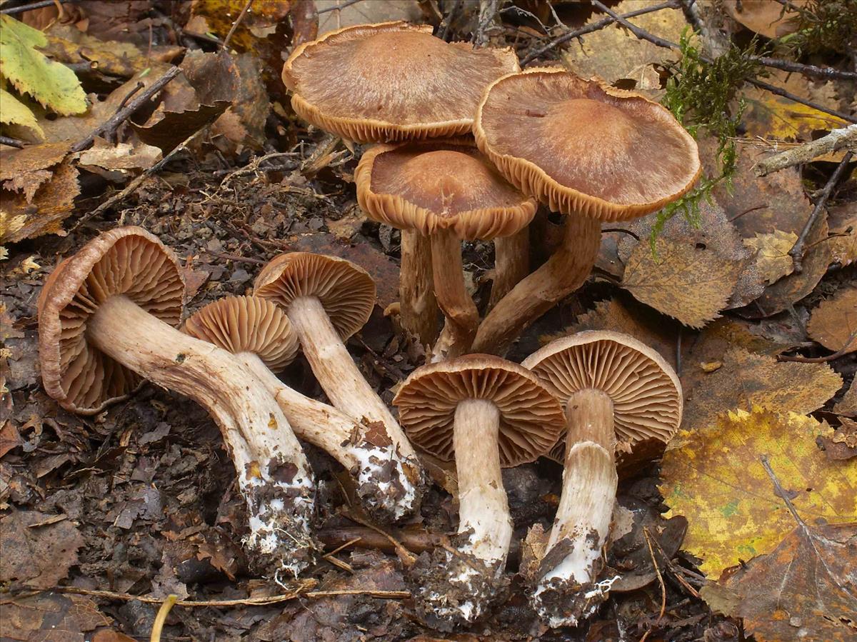 Cortinarius disjungendus (door Peter Verstraeten)