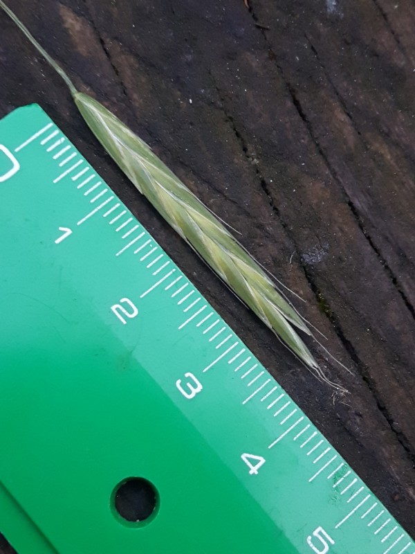 Ceratochloa sitchensis (door Hinko Talsma)