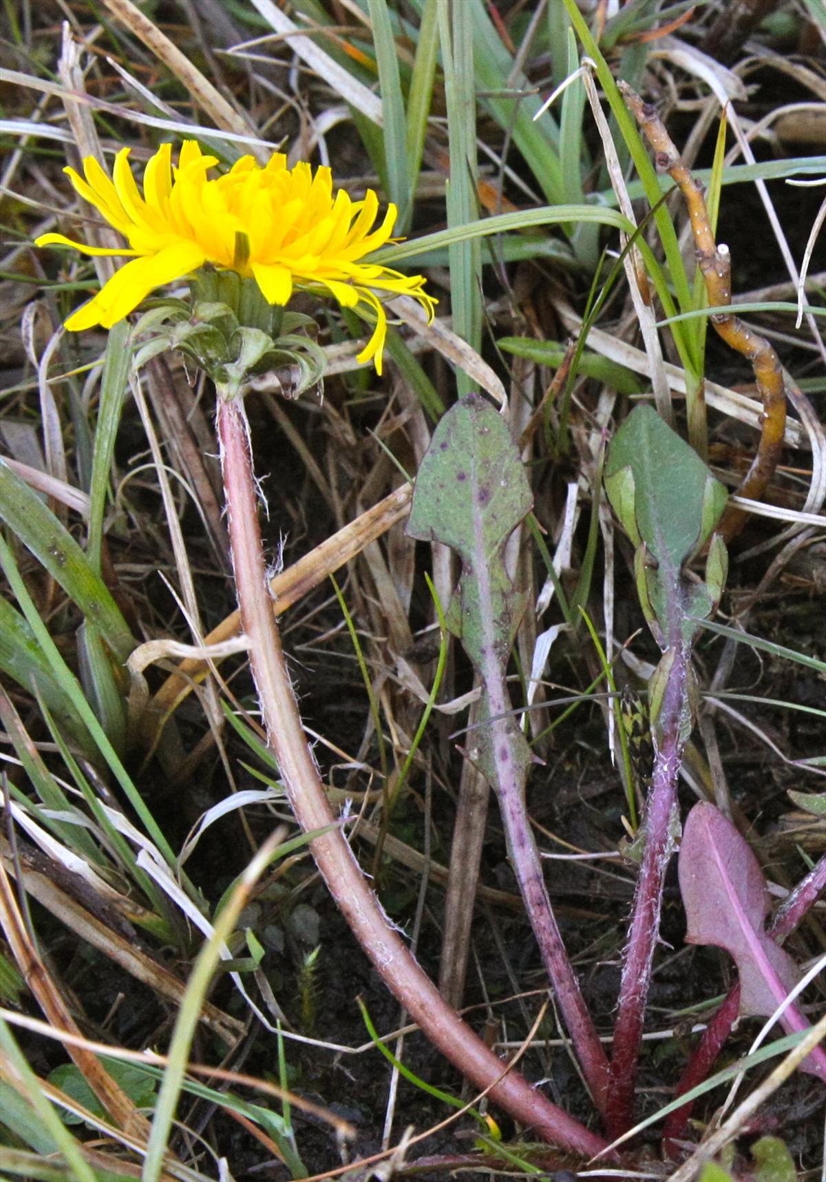 Taraxacum udum (door Jelle J. Hofstra)