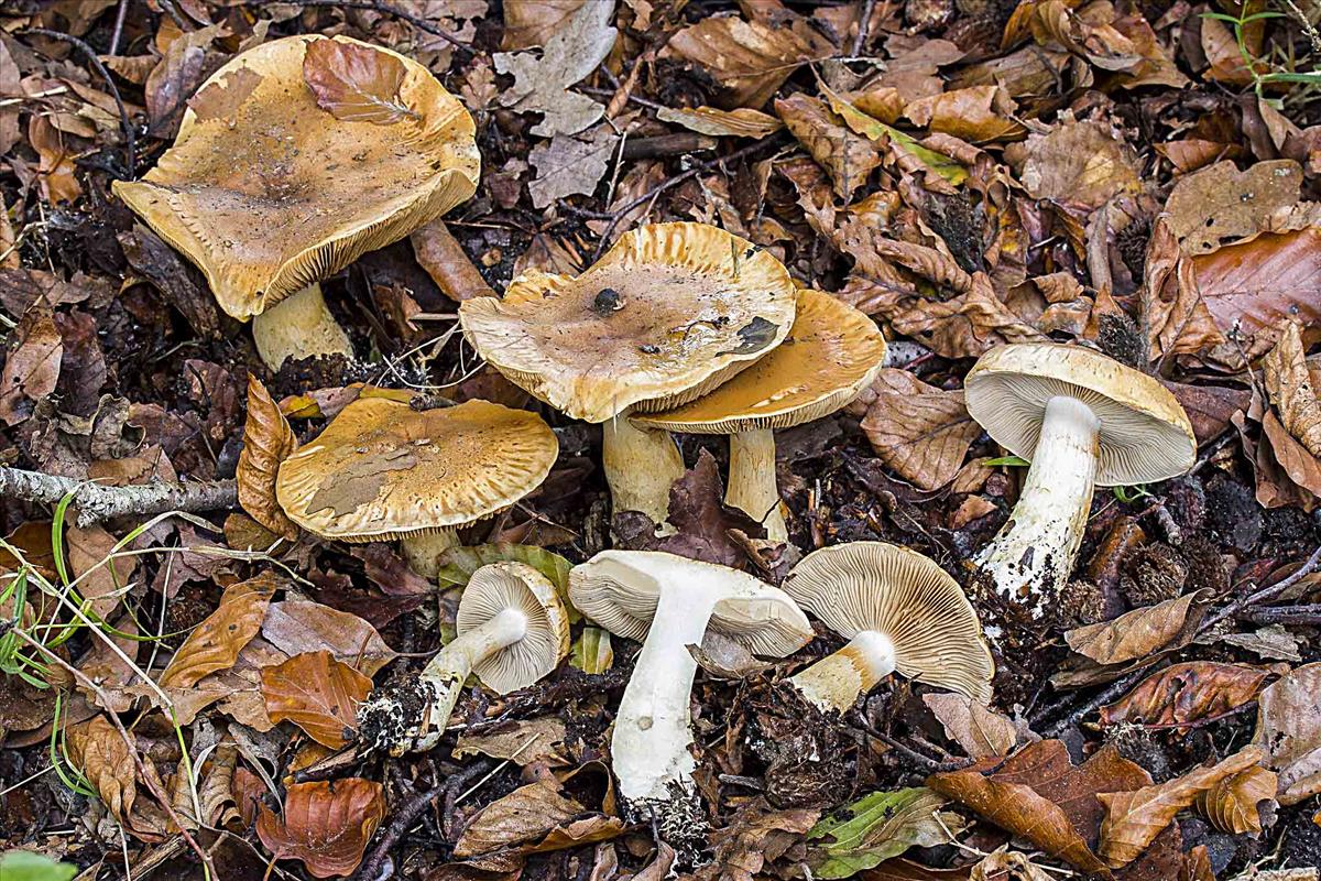 Cortinarius cliduchus (door Martin Gotink)
