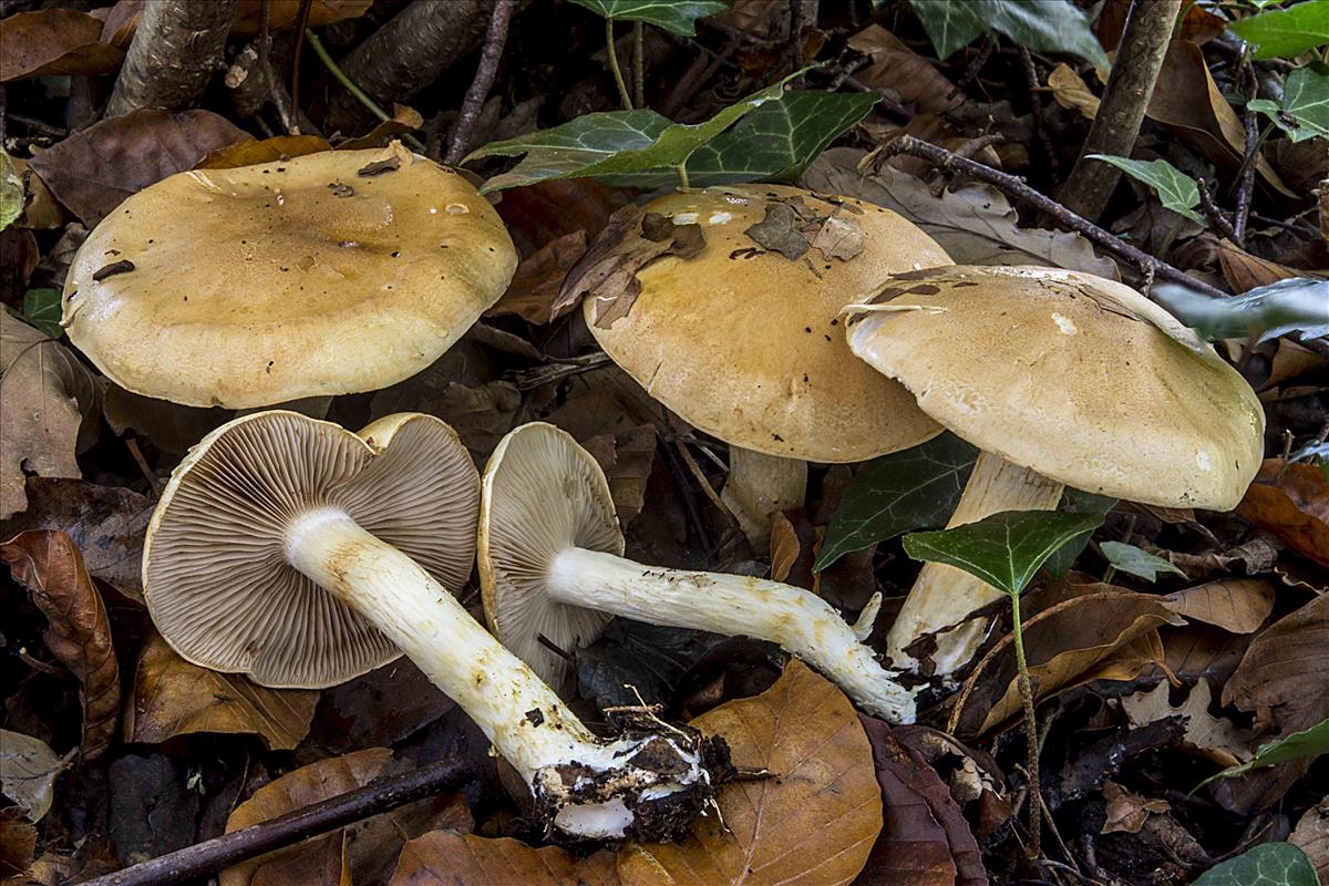 Cortinarius cliduchus (door Nico Dam)