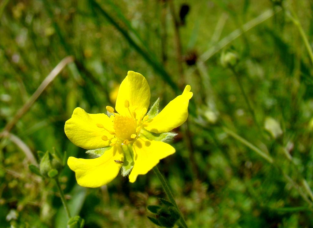 Potentilla argentea (door Joop Verburg)