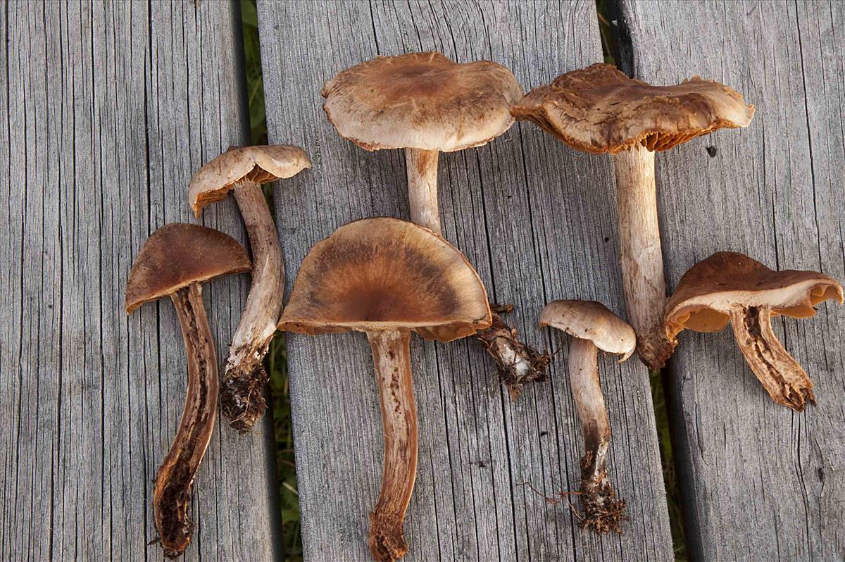 Cortinarius claroplaniusculus (door Nico Dam)