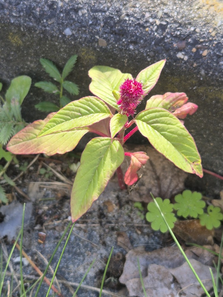 Amaranthus caudatus (door Melissa Ramdayal)