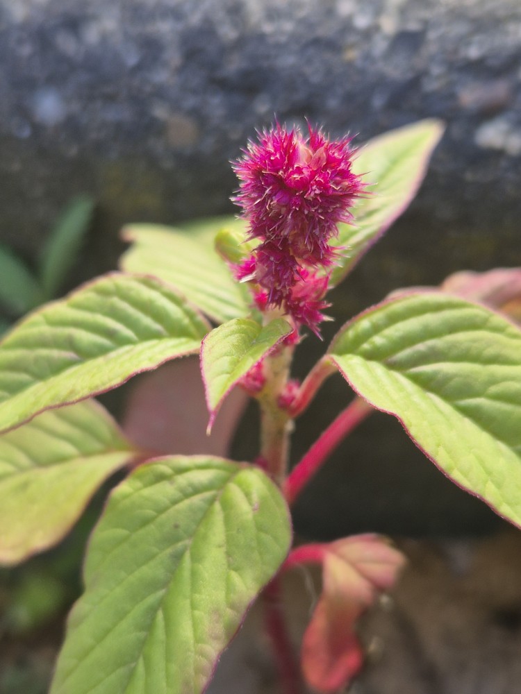 Amaranthus caudatus (door Melissa Ramdayal)