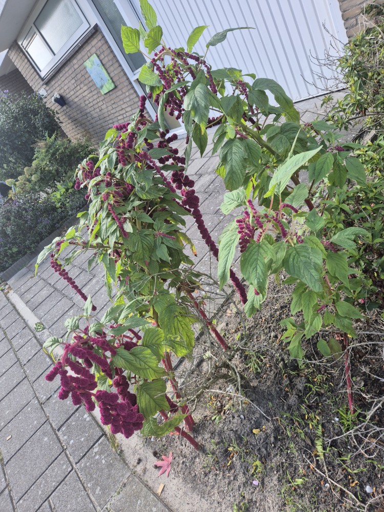 Amaranthus caudatus (door Melissa Ramdayal)