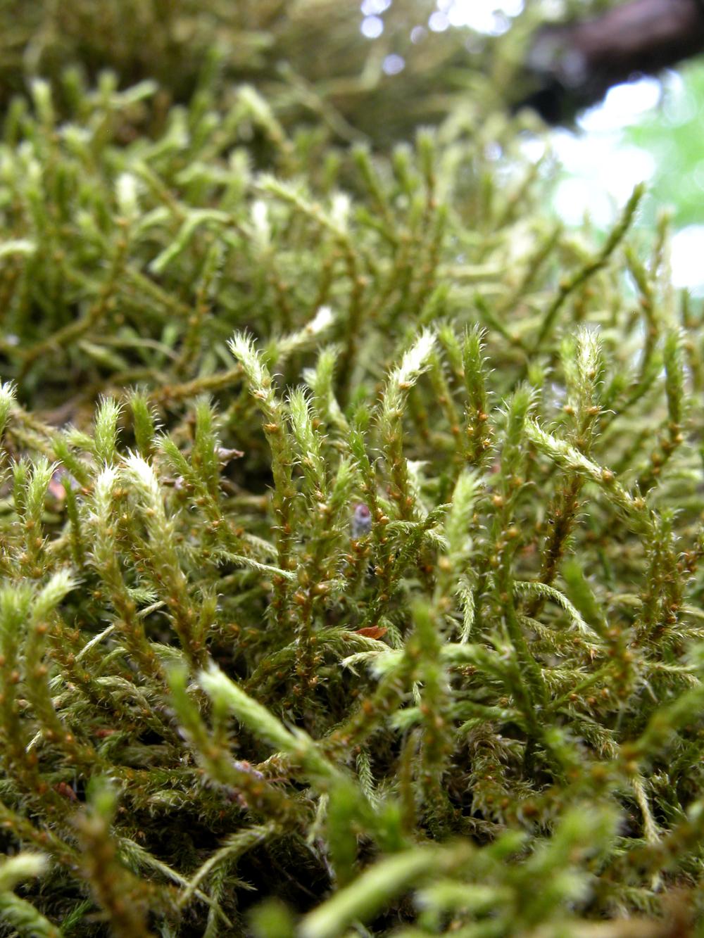 Antitrichia curtipendula (door Dick Haaksma)