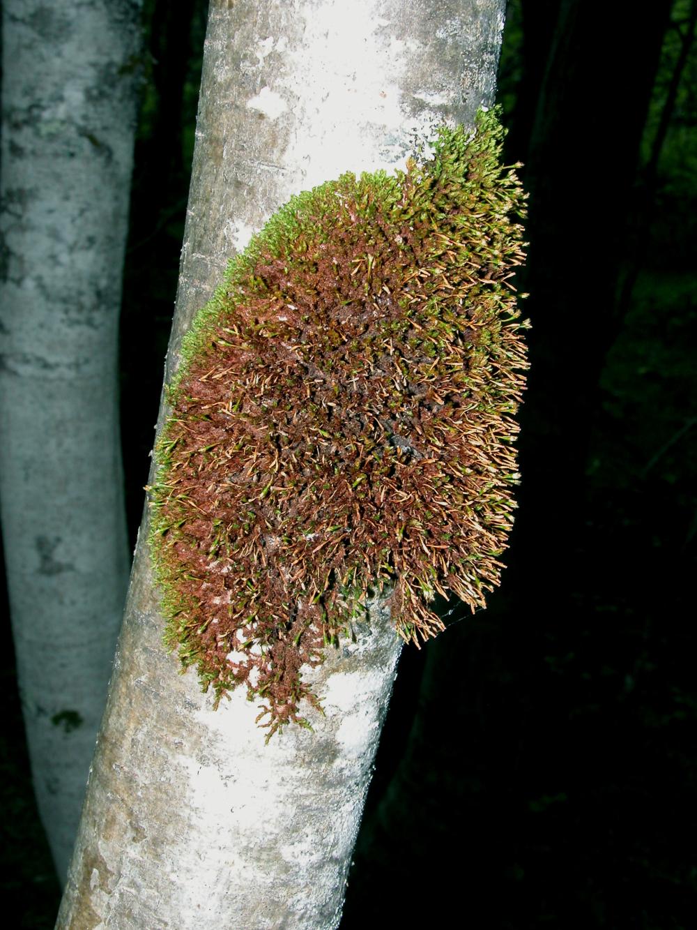 Ulota drummondii (door Dick Haaksma)