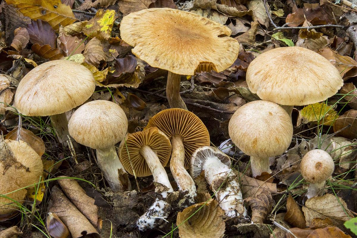 Cortinarius balaustinus (door Nico Dam)