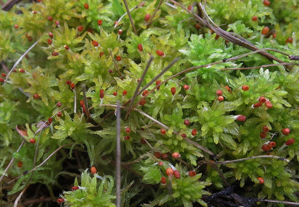 Sphagnum tenellum (door Koos van der Vaart)