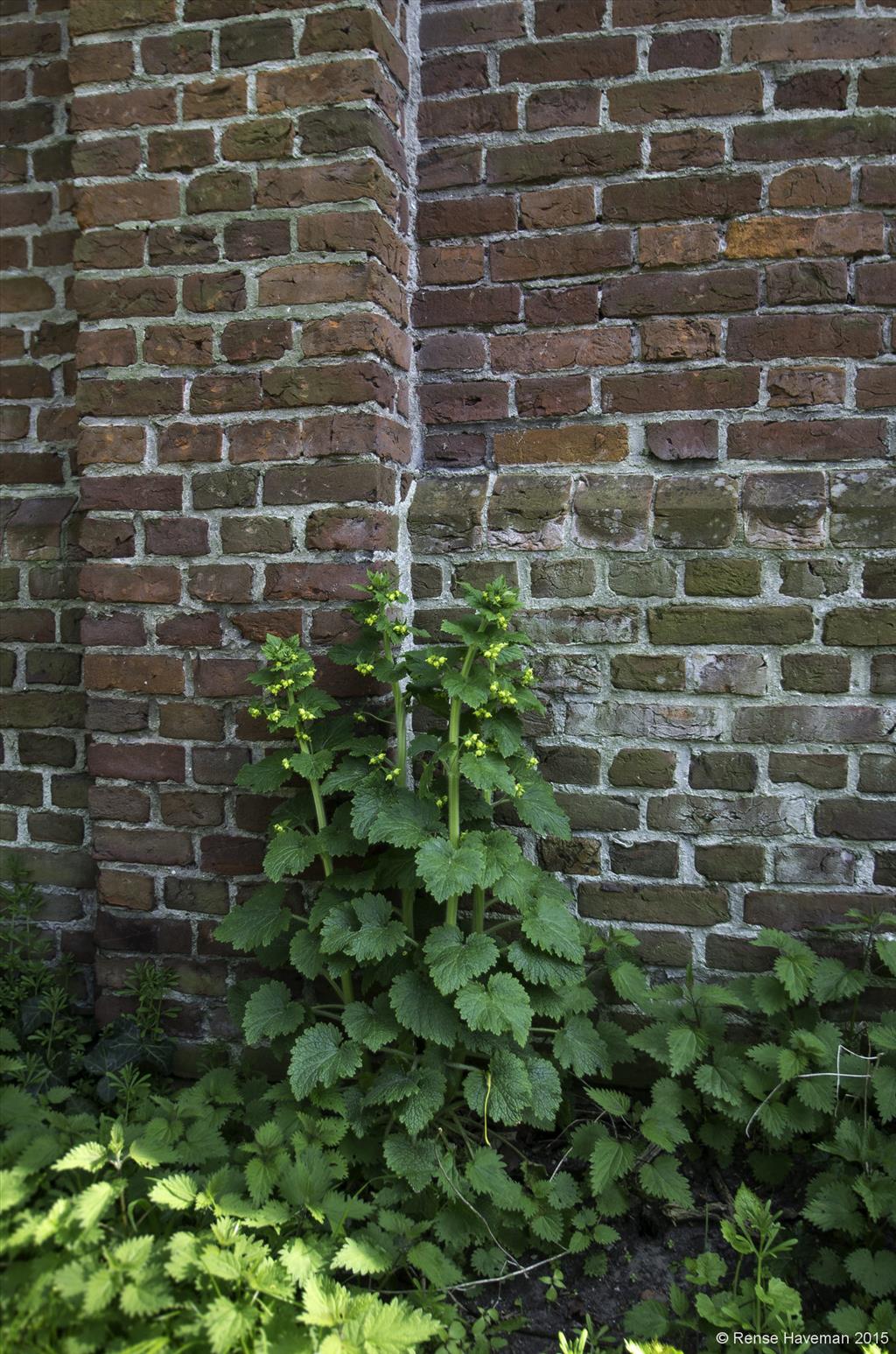 Scrophularia vernalis (door Rense Haveman)