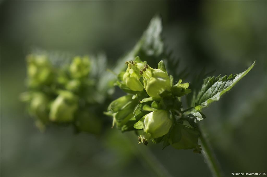 Scrophularia vernalis (door Rense Haveman)