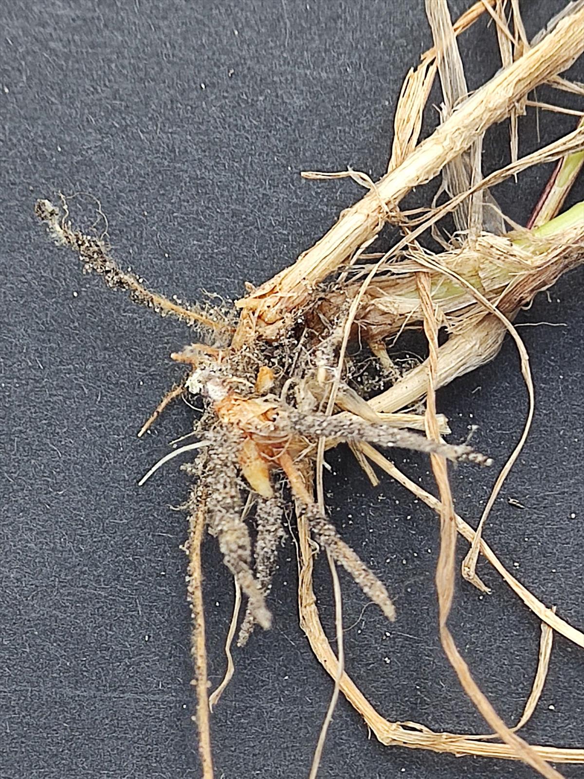 Arrhenatherum elatius (door Annemarie Bosch)