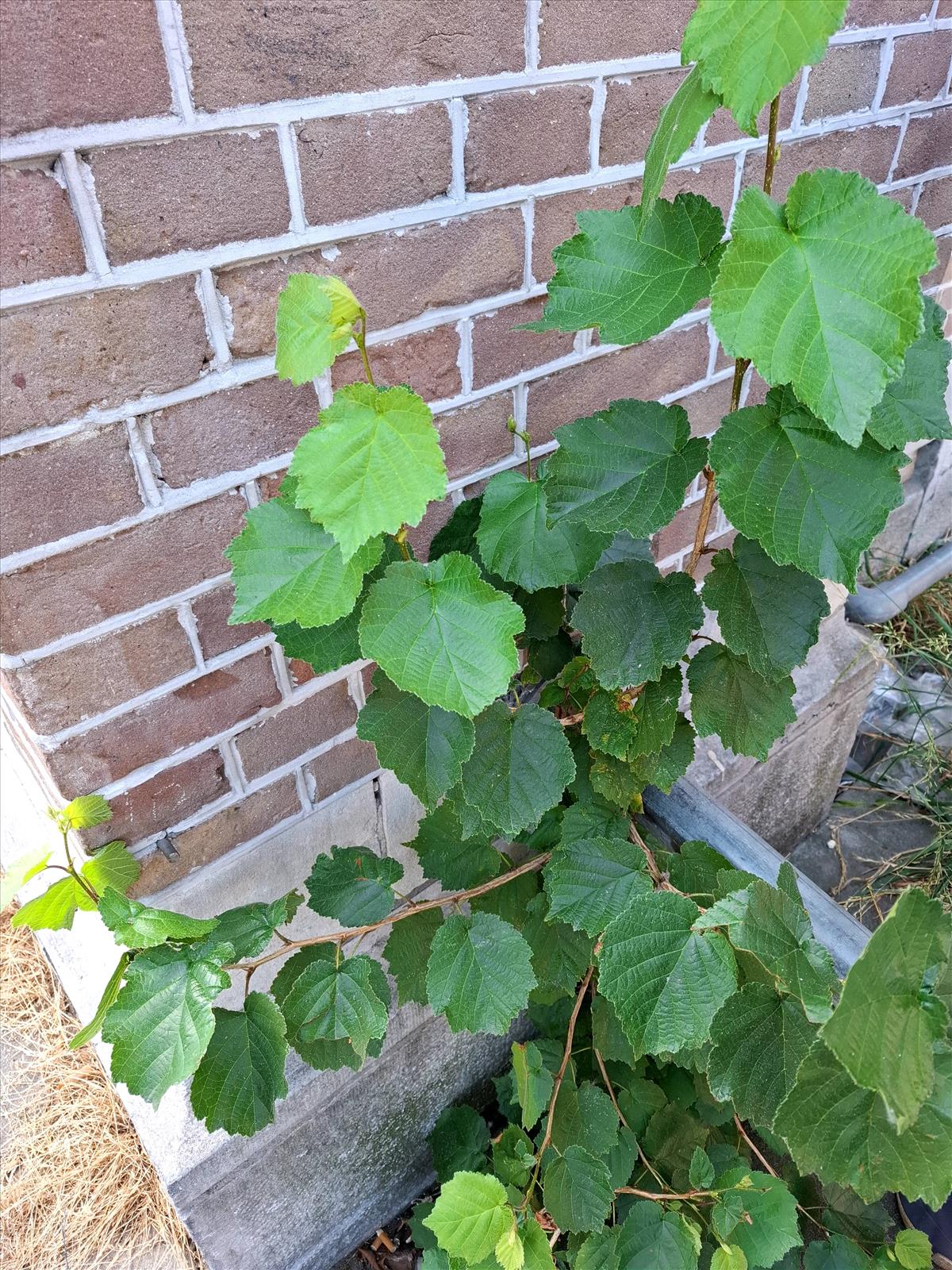 Corylus colurna (door Peter Wetzels)