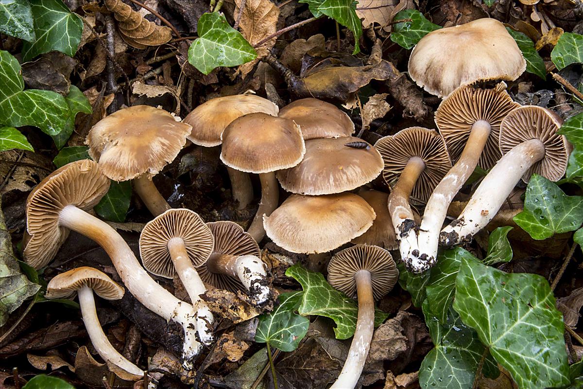 Cortinarius diabolicorigens (door Nico Dam)