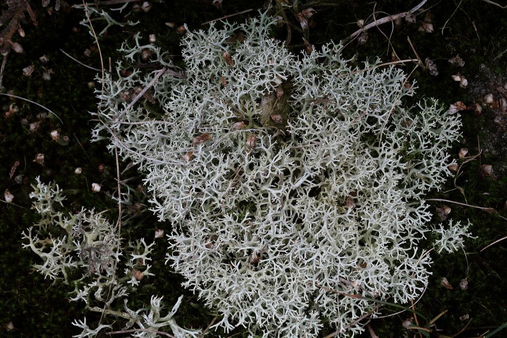 Cladonia portentosa (door Gerard Blokhuis)