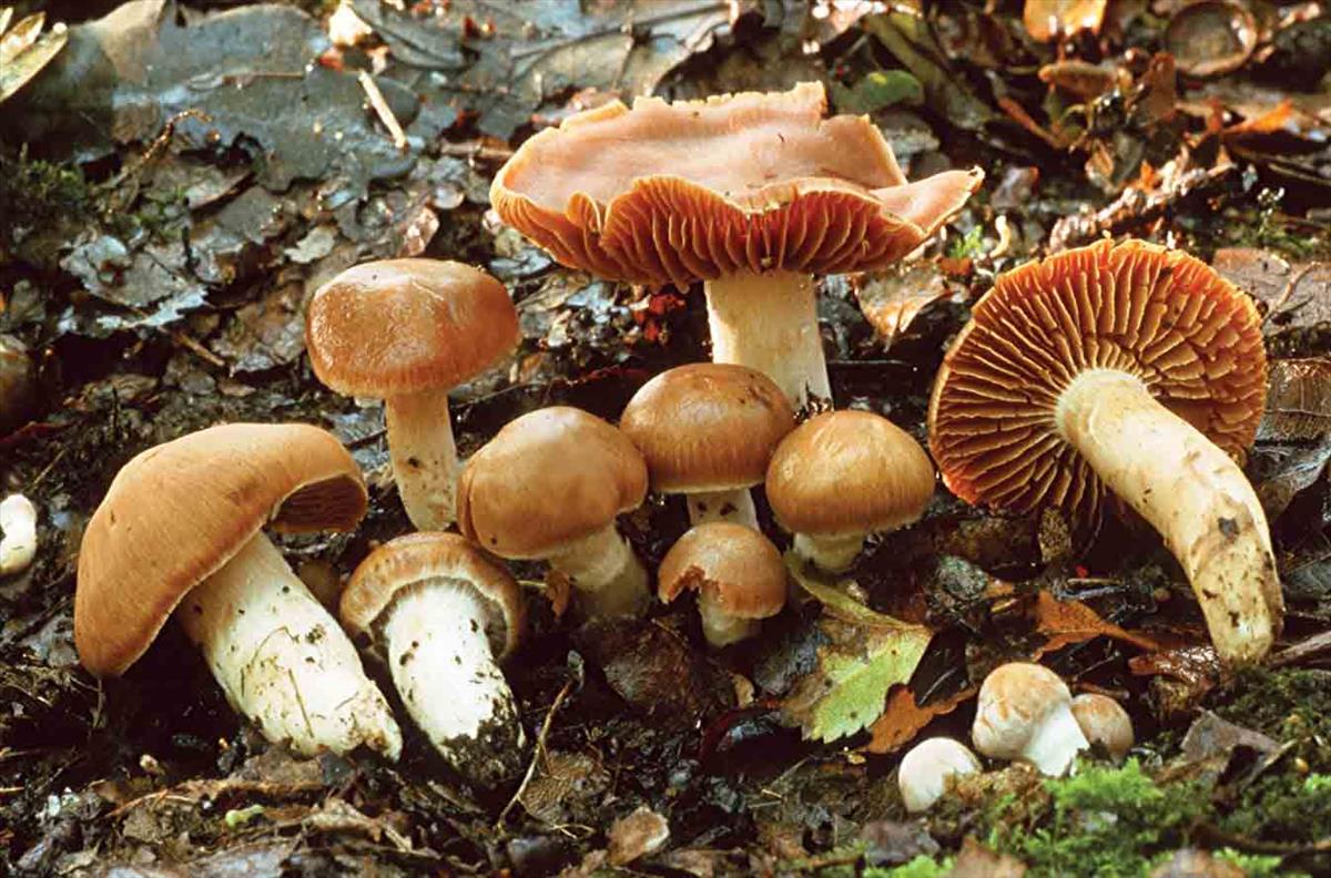 Cortinarius colossipes (door André de Haan)