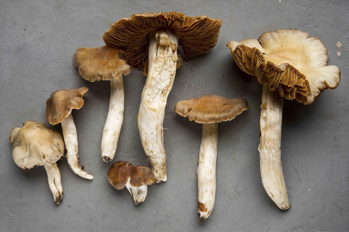 Cortinarius colossipes (door Nico Dam)