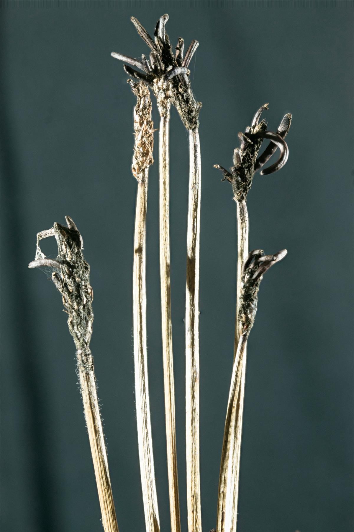Claviceps nigricans (door Menno Boomsluiter)