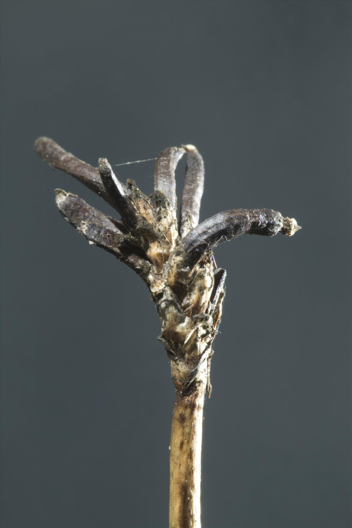 Claviceps nigricans (door Menno Boomsluiter)
