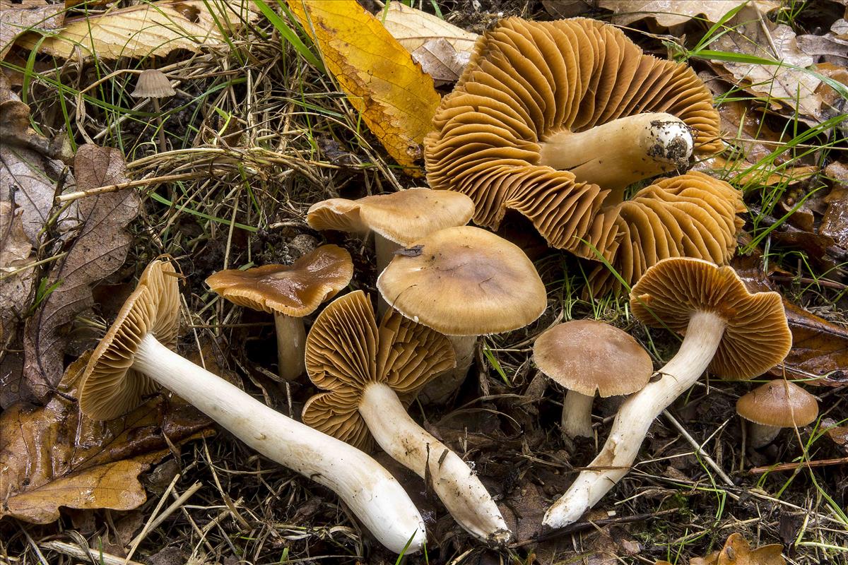 Cortinarius pruinatus (door Nico Dam)