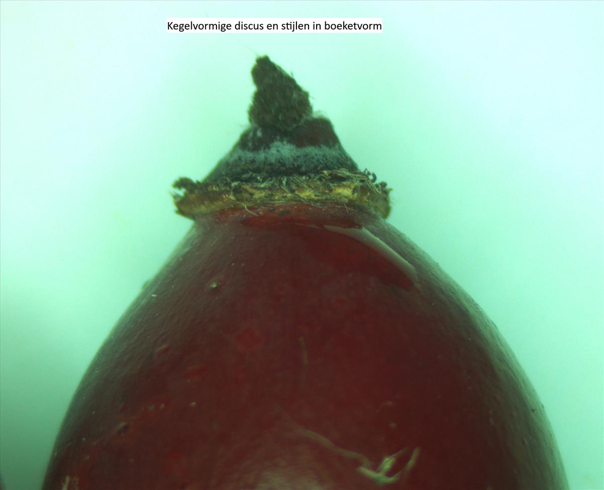 Rosa x insignis (door Jan Klinckenberg)