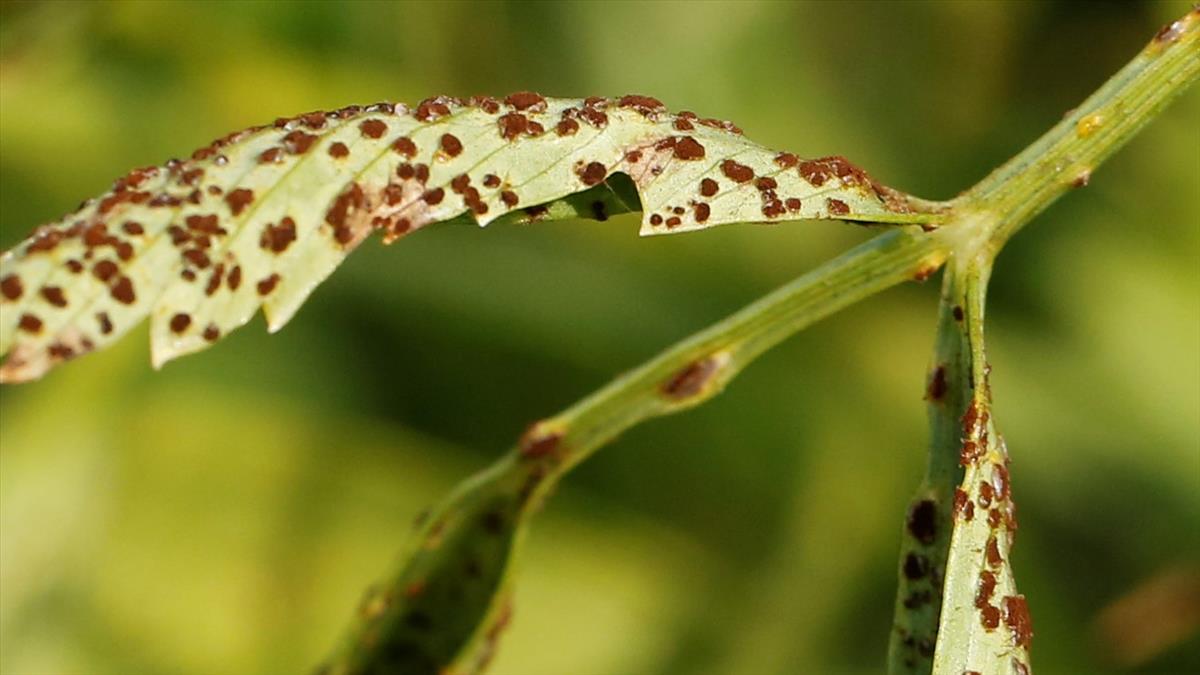 Puccinia bornmuelleri (door Willy Heimeriks)