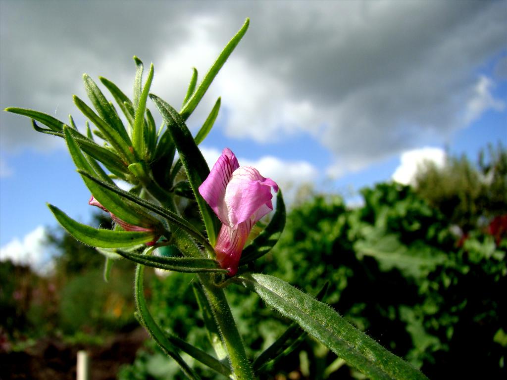 Misopates orontium (door Joop Verburg)