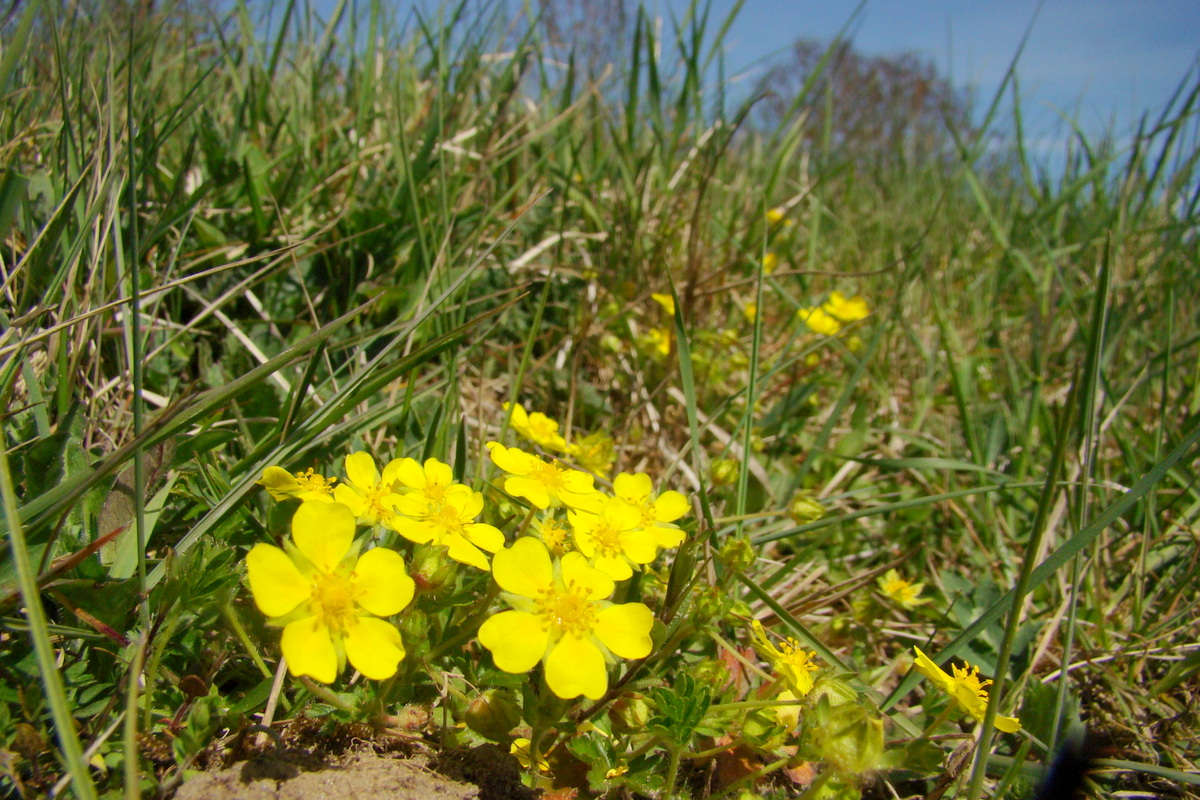 Potentilla verna (door Joop Verburg)