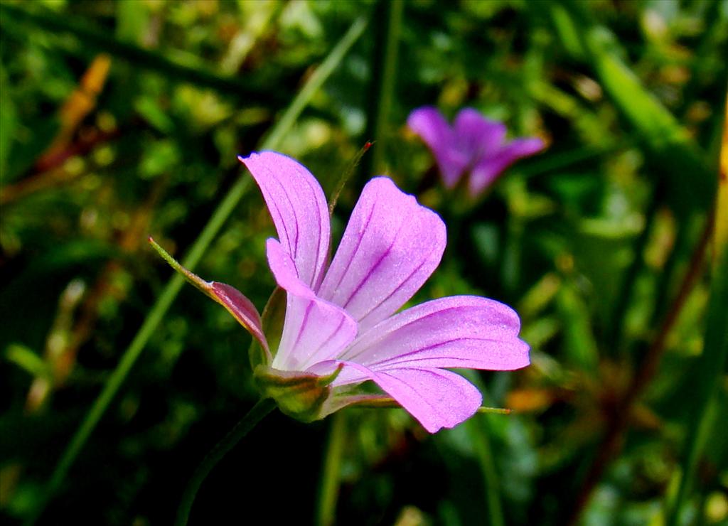 Geranium columbinum (door Joop Verburg)