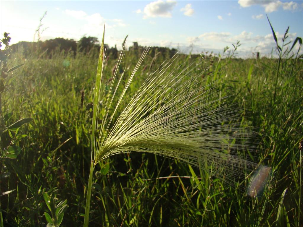 Hordeum jubatum (door Joop Verburg)