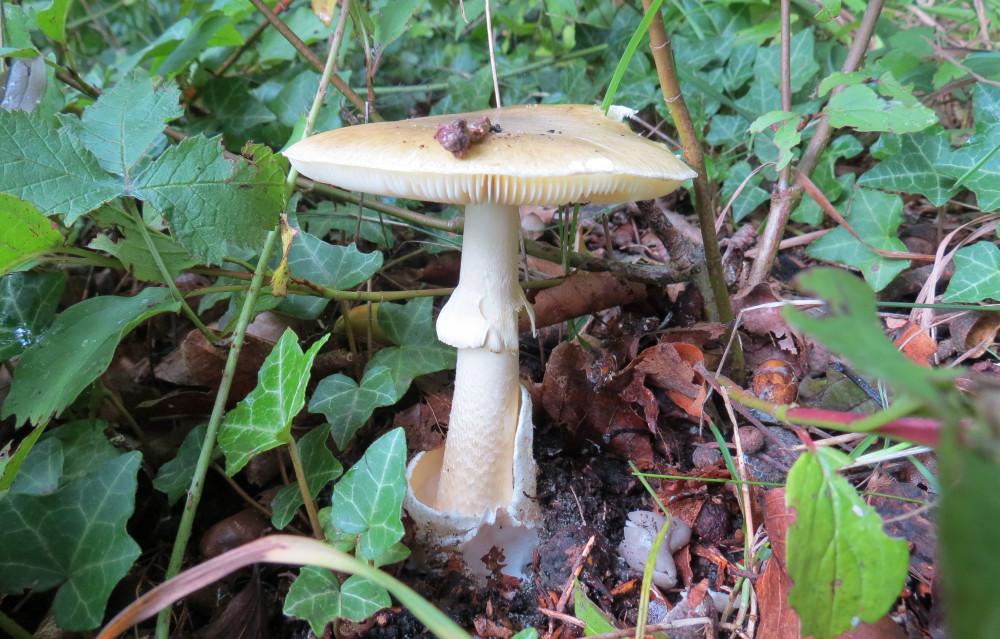 Amanita phalloides (door Paul Coene)