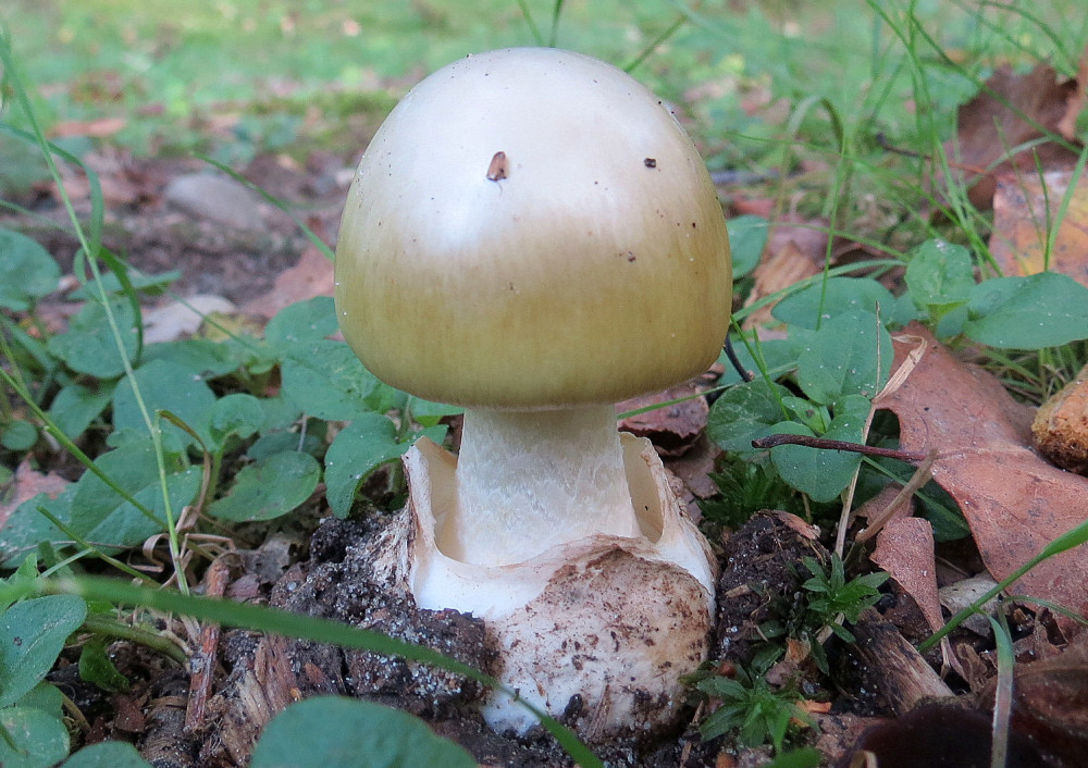 Amanita phalloides (door Paul Coene)