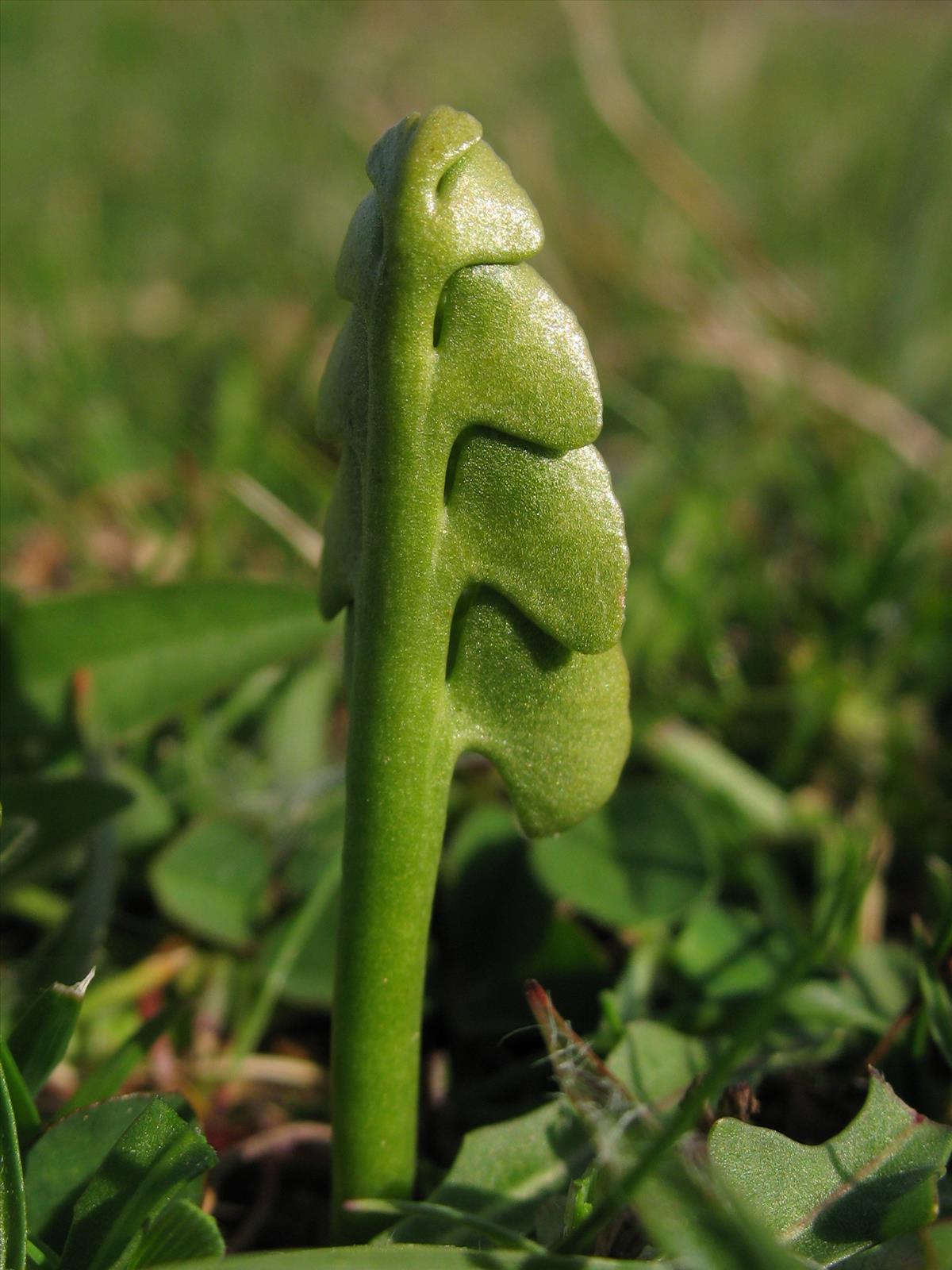 Botrychium lunaria (door Bas van de Riet)