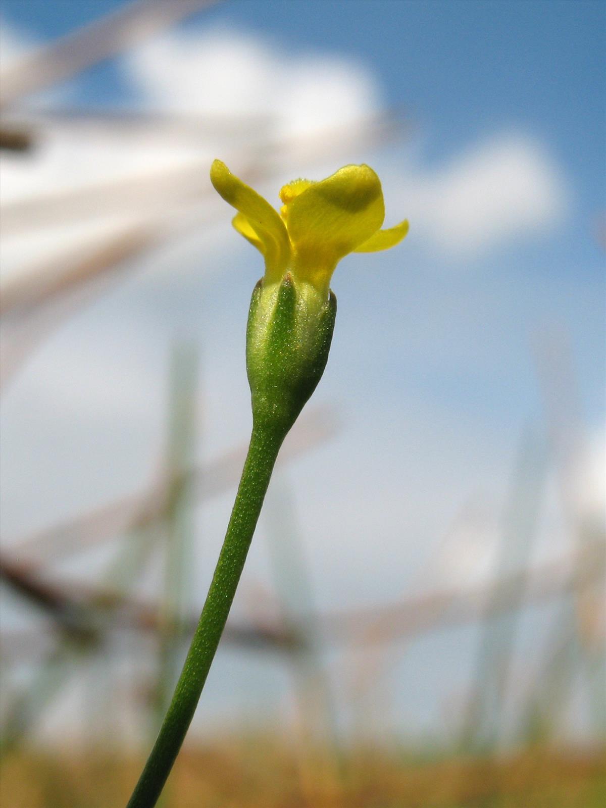 Cicendia filiformis (door Bas van de Riet)