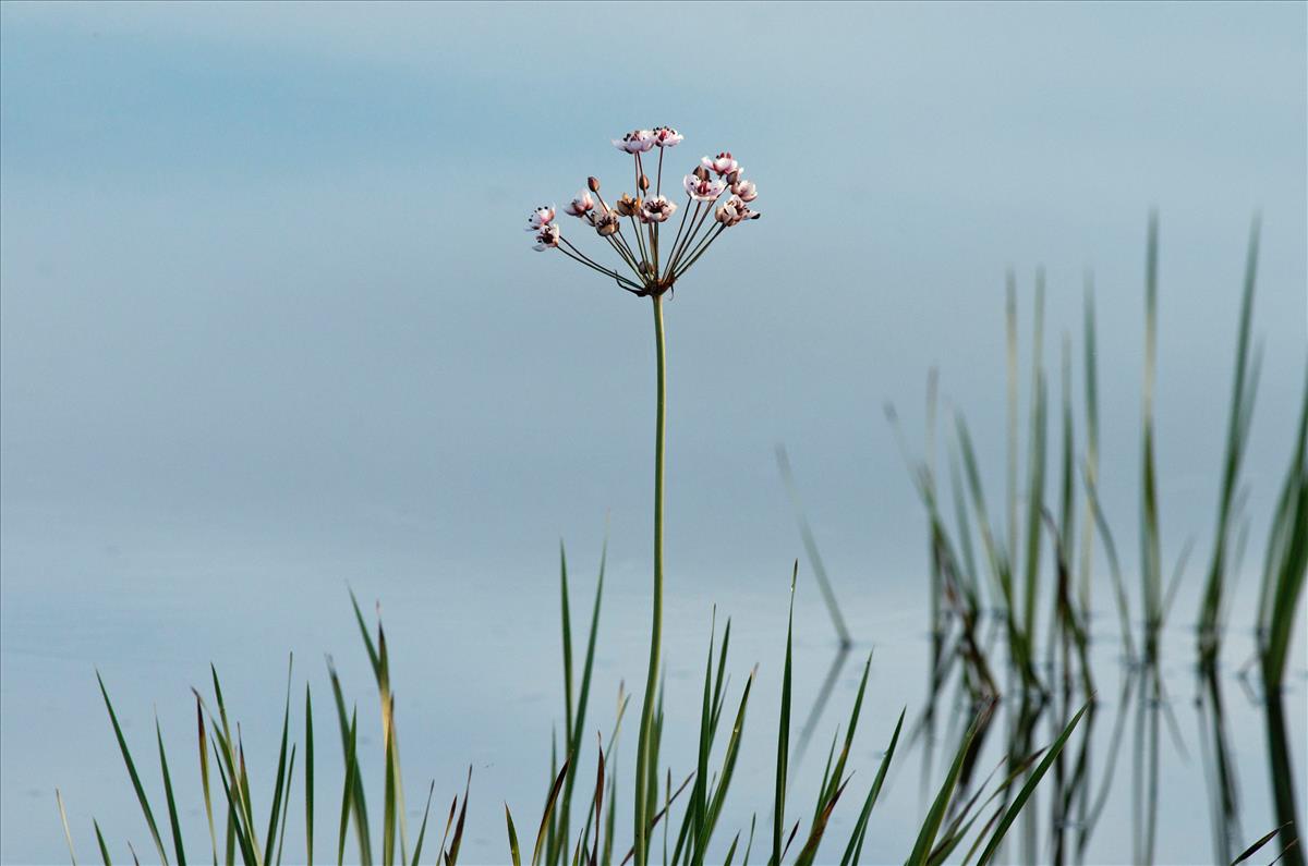 Butomus umbellatus (door Bas van de Riet)