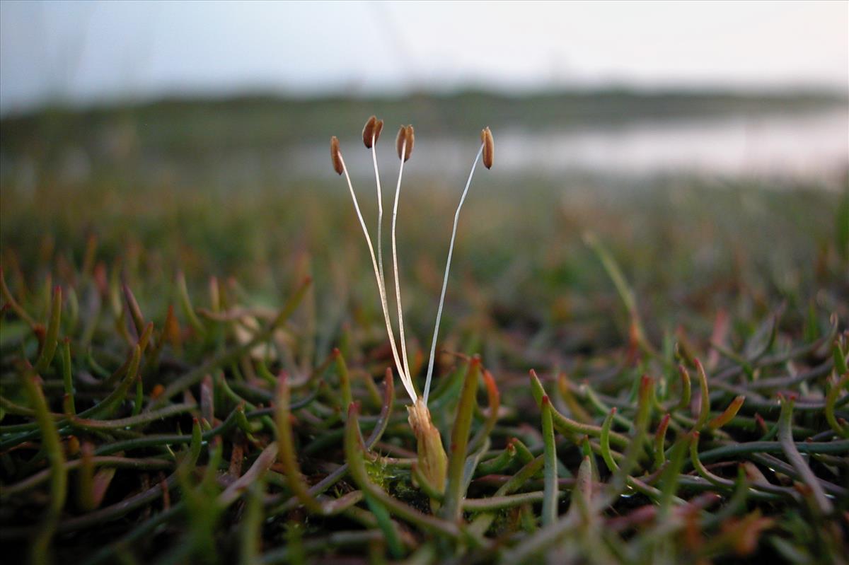 Littorella uniflora (door Bas van de Riet)