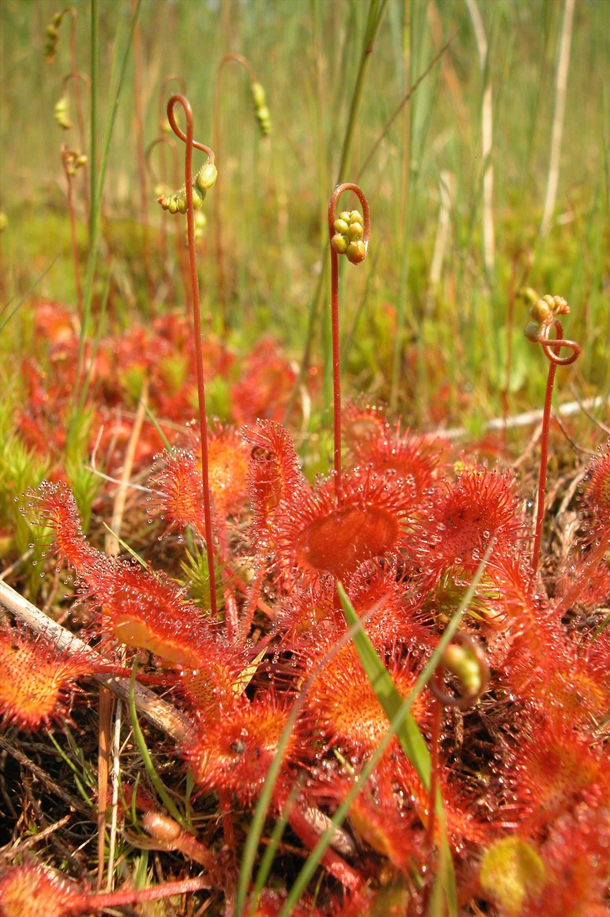 Drosera rotundifolia (door Bas van de Riet)