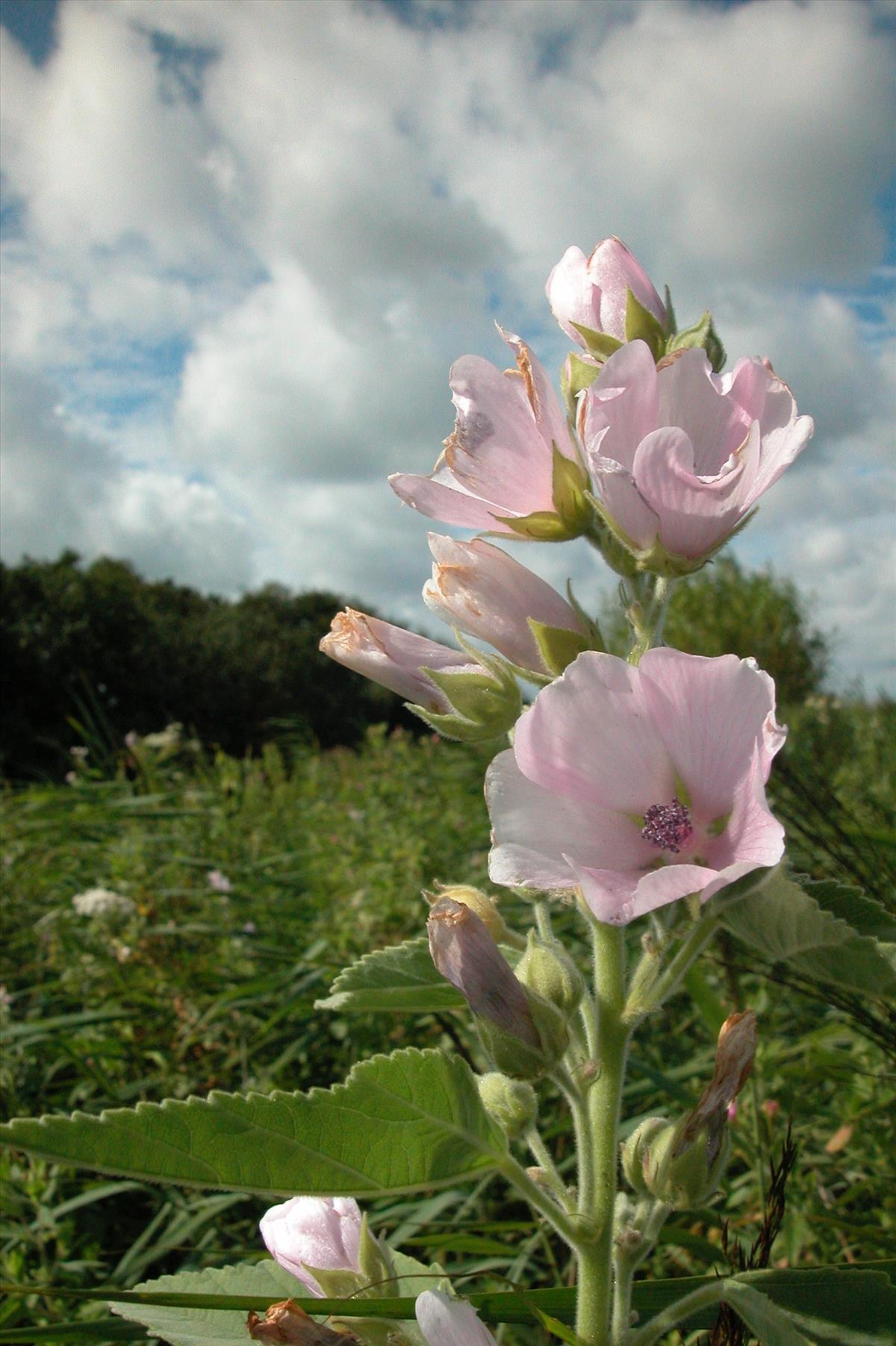 Althaea officinalis (door Bas van de Riet)