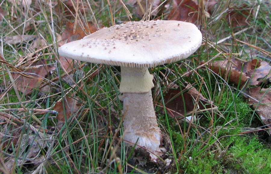 Amanita rubescens f. annulosulfurea (door Paul Coene)