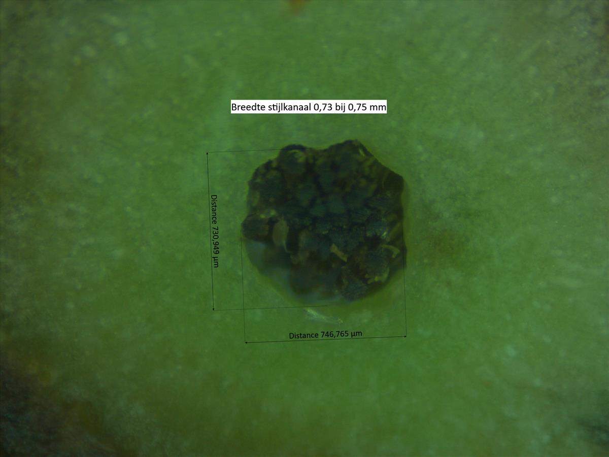 Rosa x gremlii (door Jan Klinckenberg)