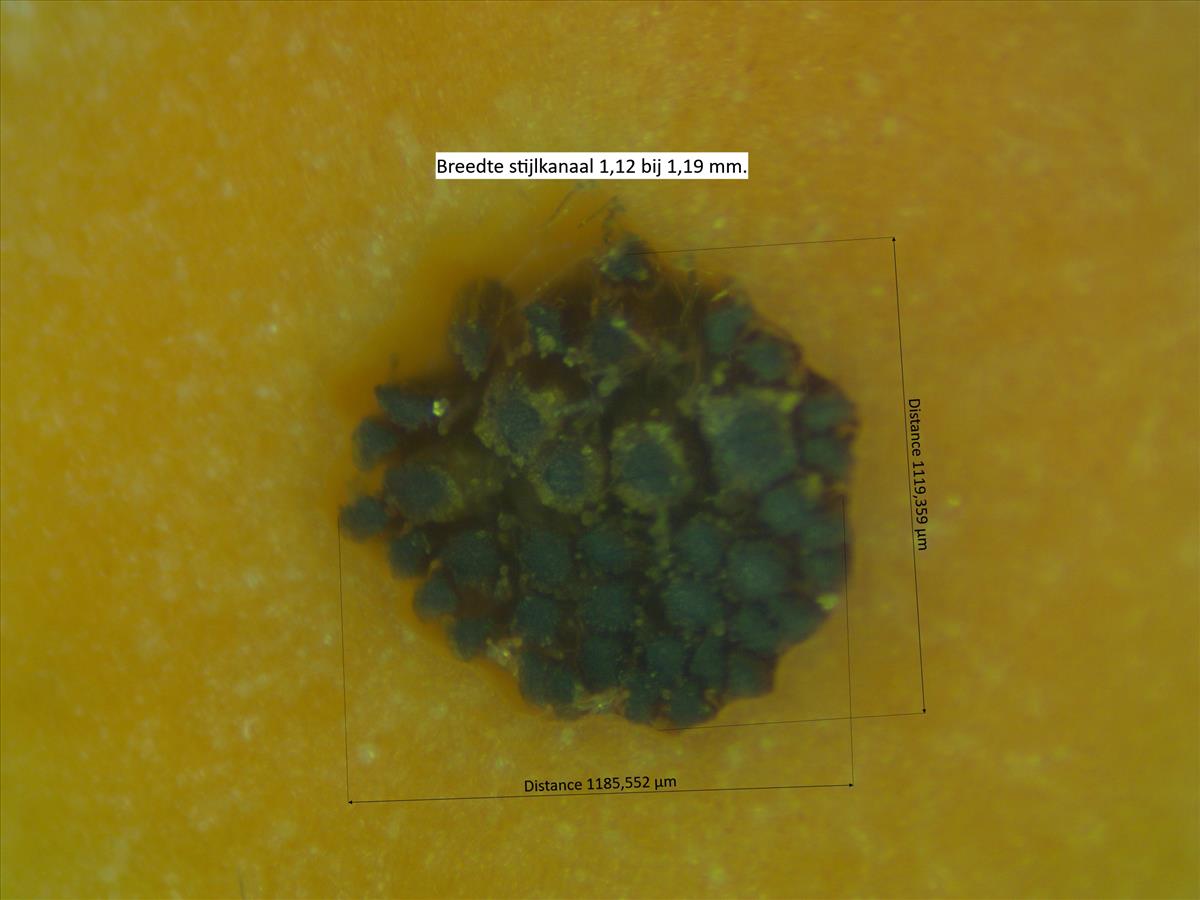 Rosa x subcanina (door Jan Klinckenberg)